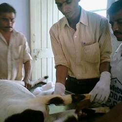 Vadodara Society For Prevention Of Cruelty To Animals in Chapad,Vadodara - Best NGOS in Vadodara - Justdial Vadodara Society For Prevention Of Cruelty To Animals in Chapad,Vadodara - Best NGOS in Vadodara - Justdial