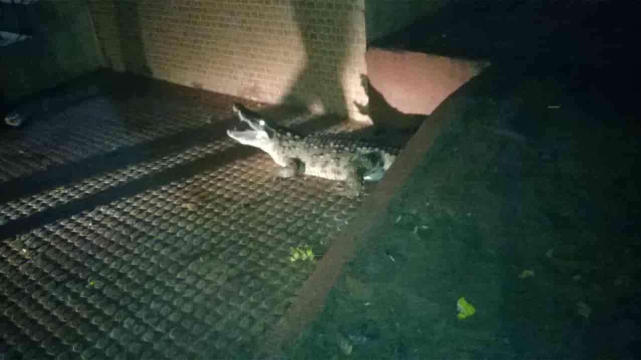 Top 10 Animal Welfare Organisations In Vadodara Best Ngos For Animal Welfare Justdial