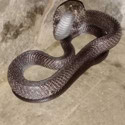 Animal Rescue Vadodara in Subhanpura,Vadodara - Best Animal Rescue Services in Vadodara - Justdial Animal Rescue Vadodara in Subhanpura,Vadodara - Best Animal Rescue Services in Vadodara - Justdial