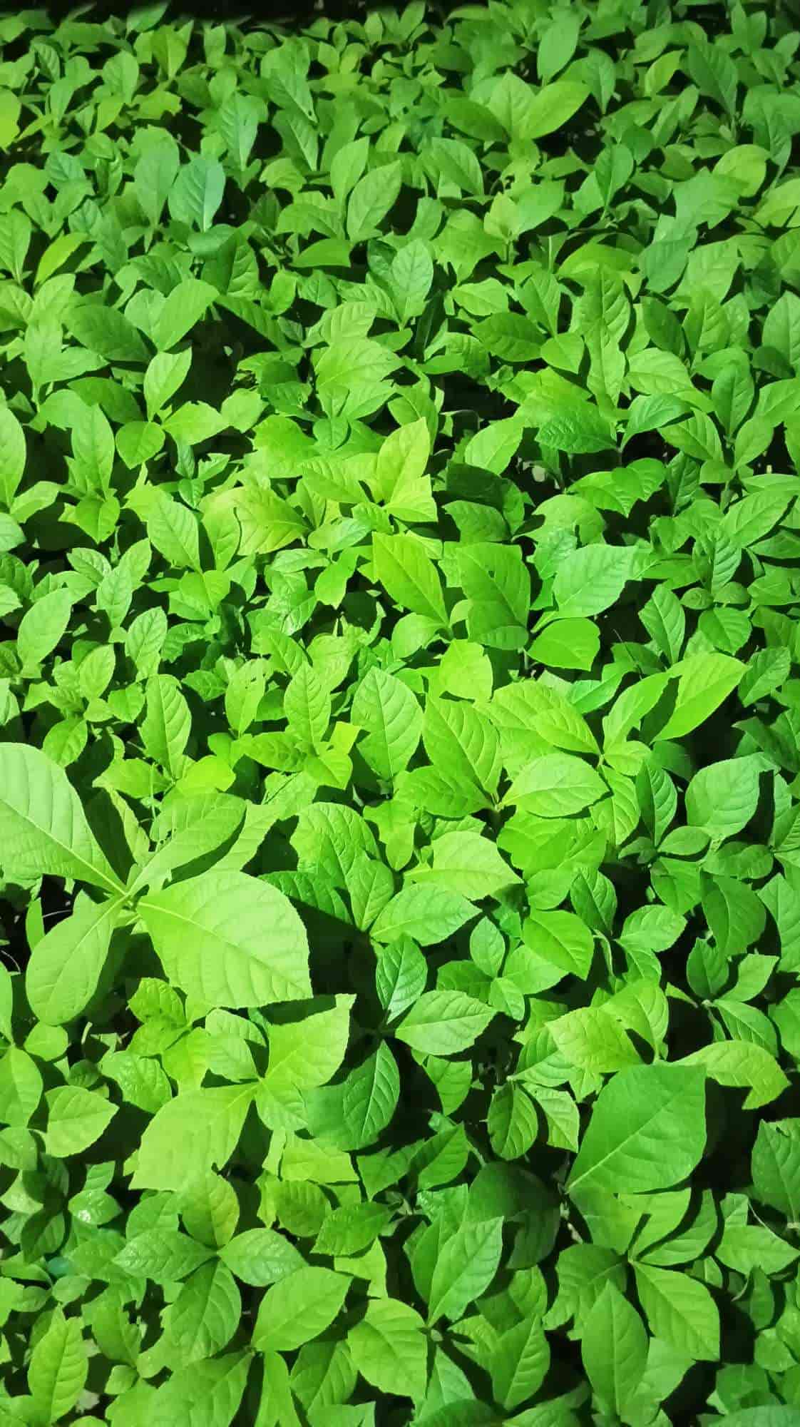 Catalogue Sagwan Plant Nursery in Subhai , Vaishali Justdial