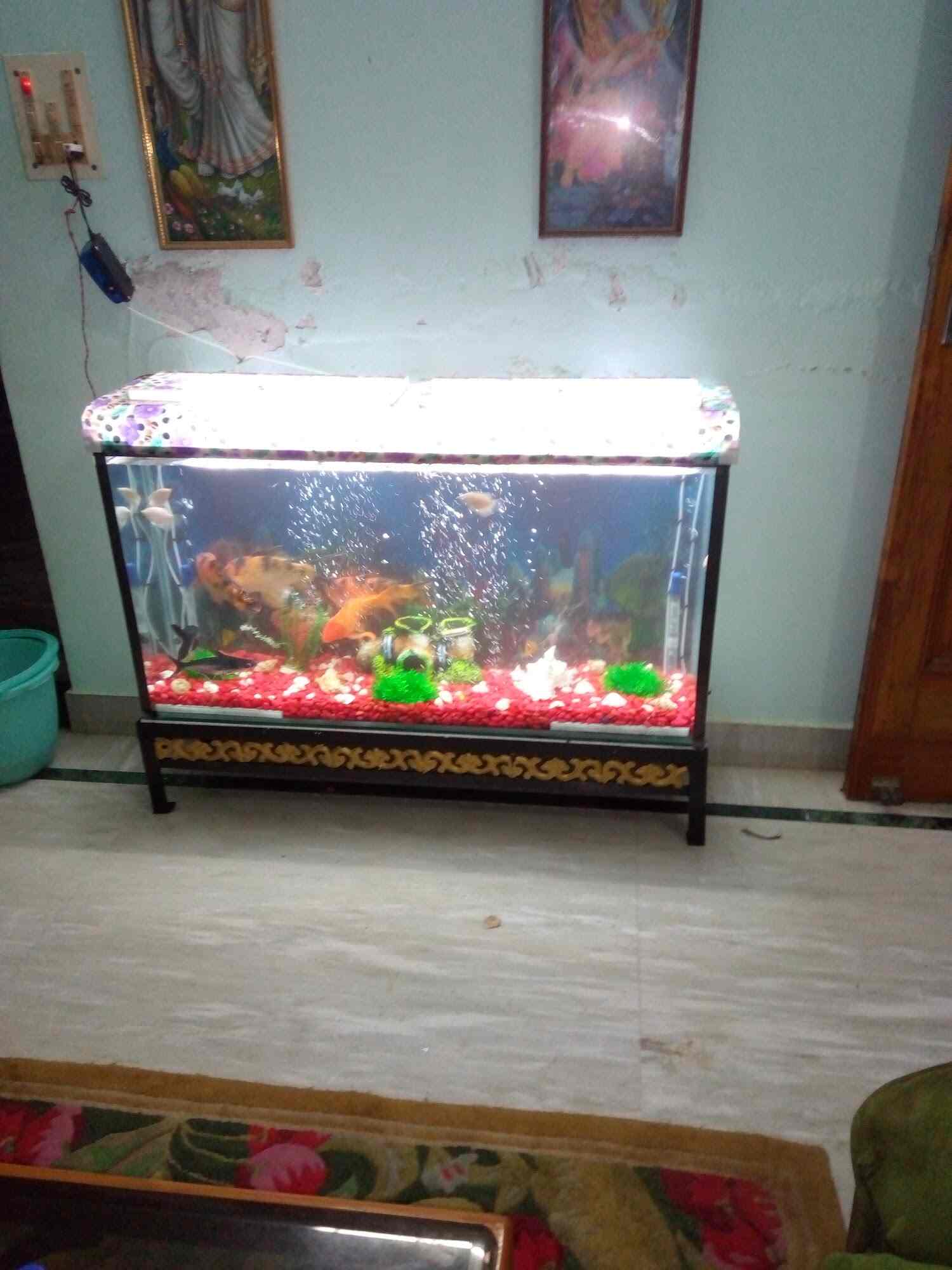 Sonu Fish World in Sunderpur,Varanasi Best Aquariums in Varanasi