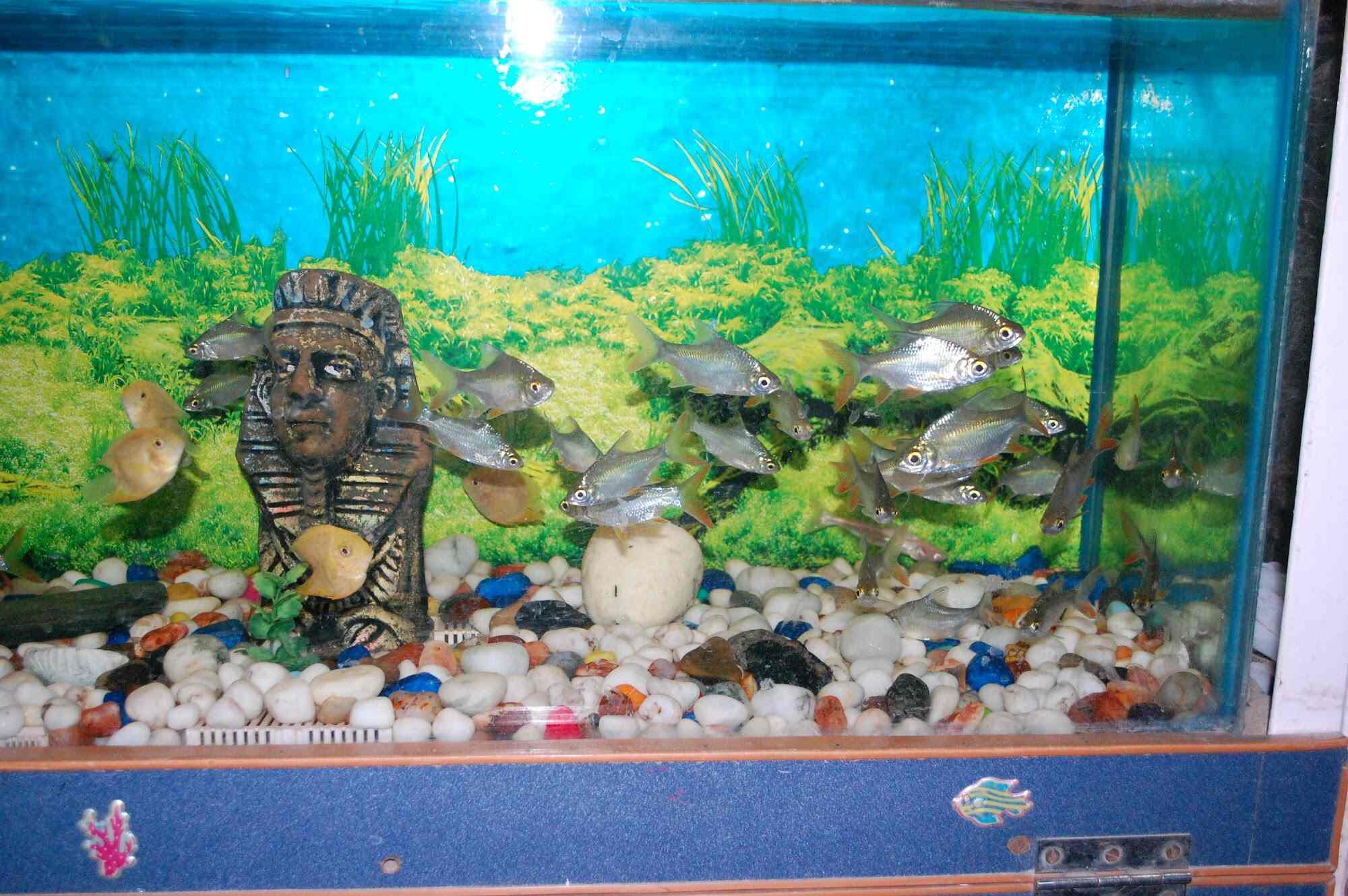 Somya Fish Aquarium in Sigra,Varanasi Best Aquariums in Varanasi
