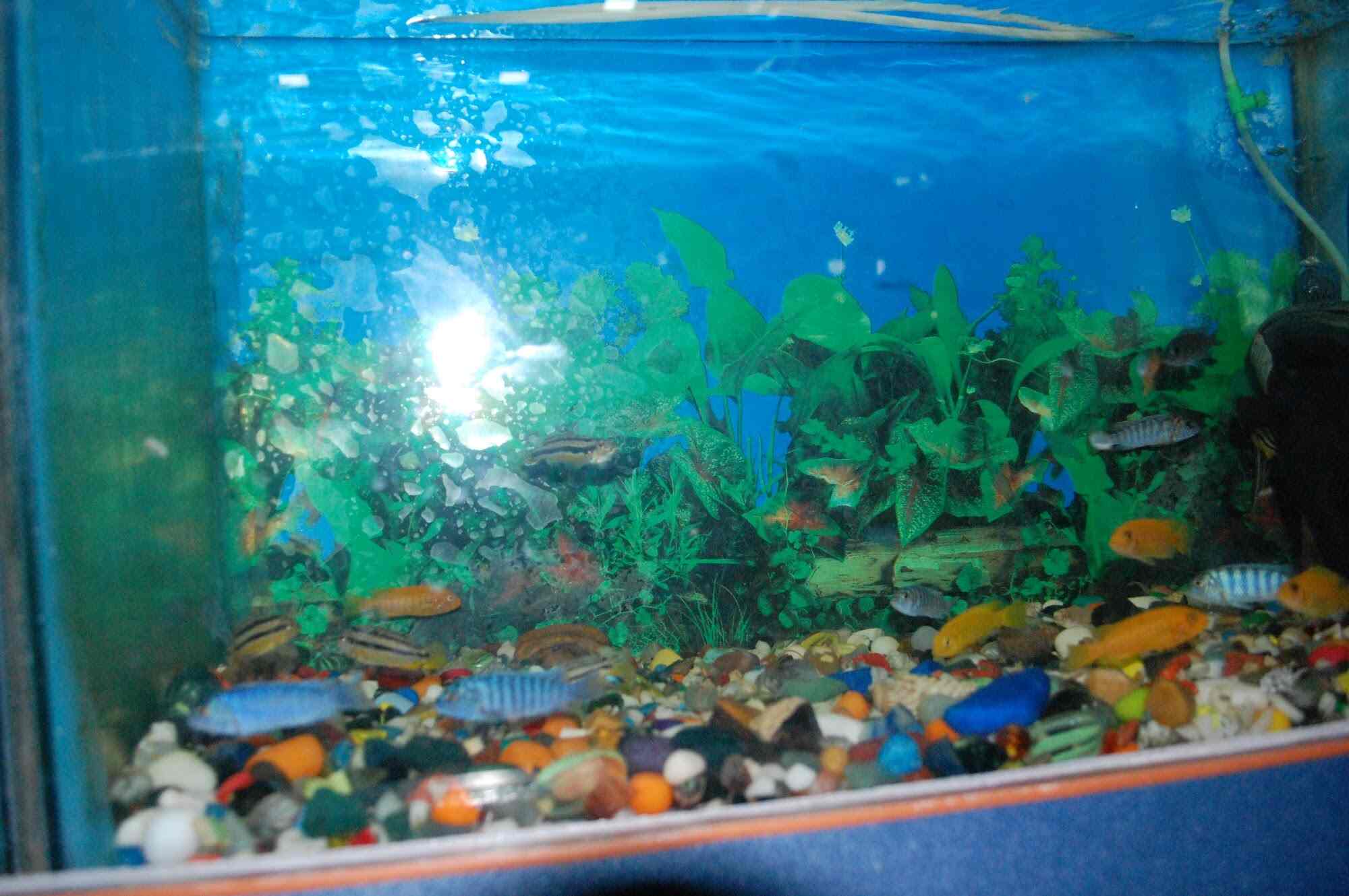 Somya Fish Aquarium in Sigra,Varanasi Best Aquariums in Varanasi