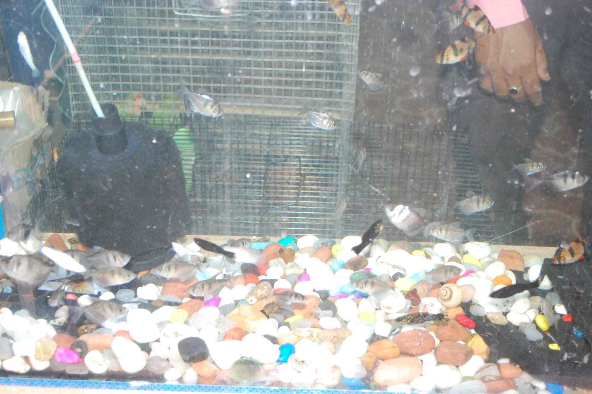 Somya Fish Aquarium in Sigra,Varanasi Best Aquariums in Varanasi