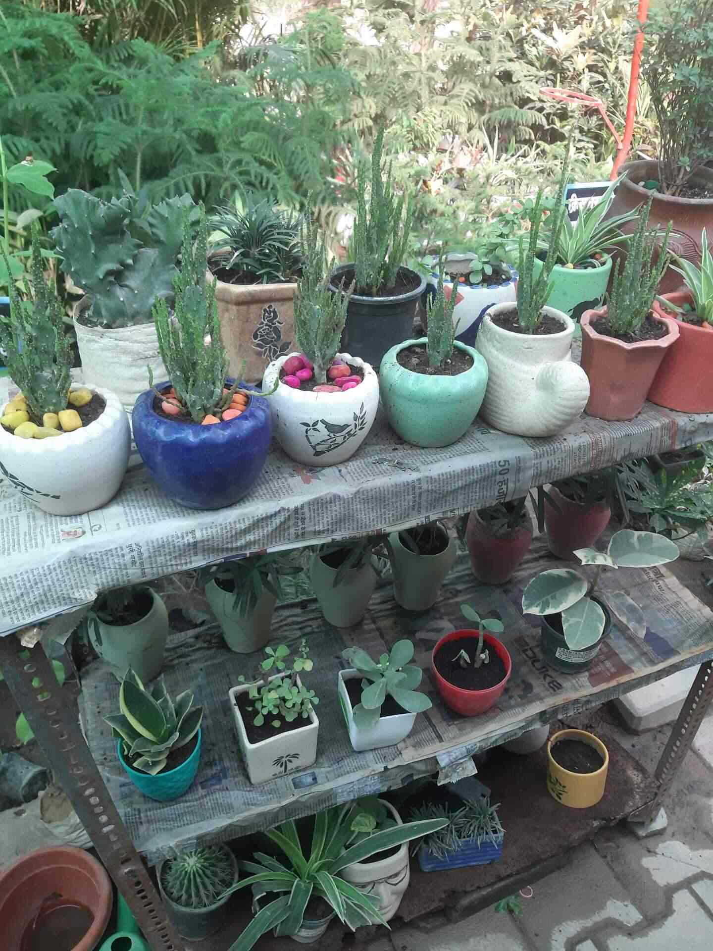 Sansar Nursery, Mandaudih Plant Nurseries in Varanasi Justdial