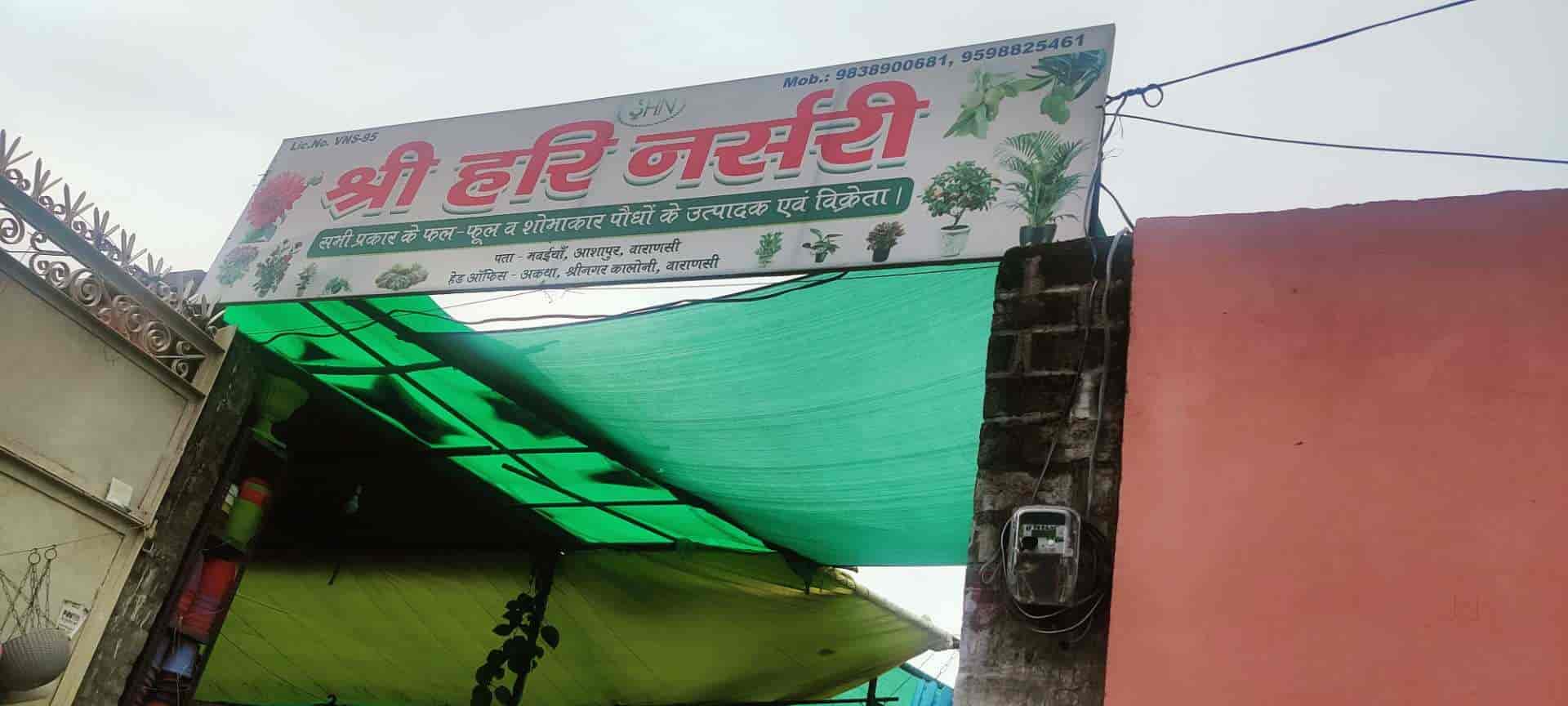 Top Plant Nurseries in Varanasi Best Goverment Plant Nurseries near