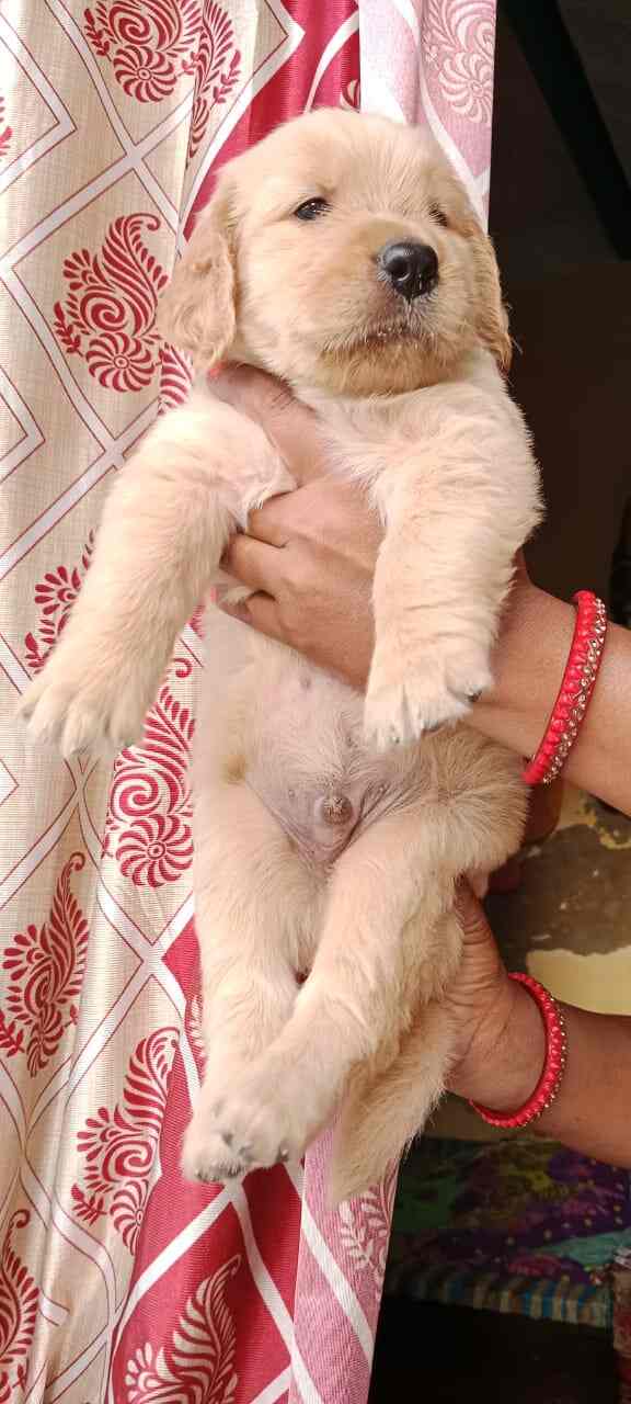 Top Pet Shops For Pug Dog in Varanasi Best Pet Stores For Pug Dog