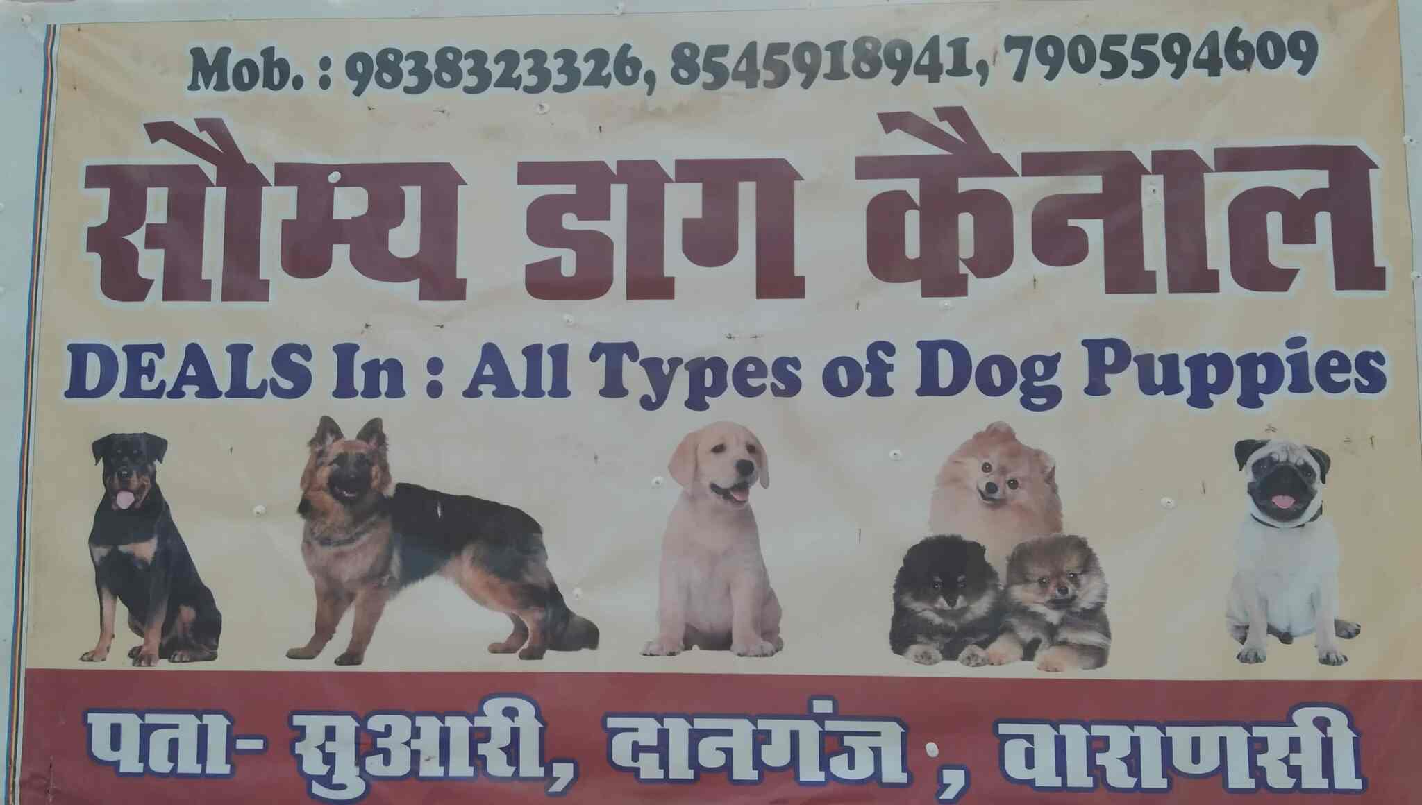 Top Pet Shops For Pug Dog in Varanasi Best Pet Stores For Pug Dog