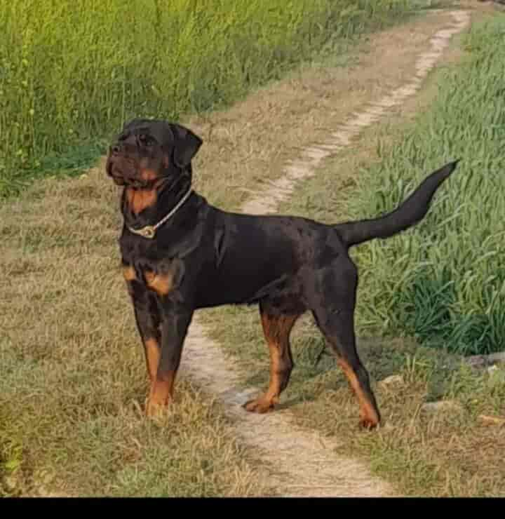 Top Pet Shops For Pug Dog in Varanasi Best Pet Stores For Pug Dog