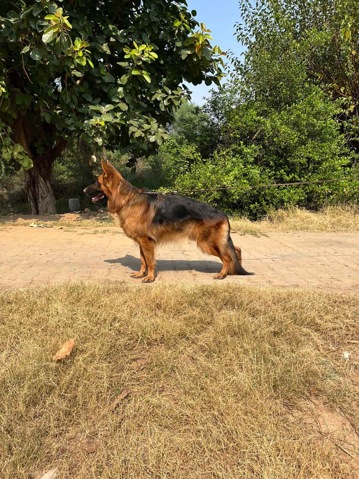 Top Pet Shops For Pug Dog in Varanasi Best Pet Stores For Pug Dog