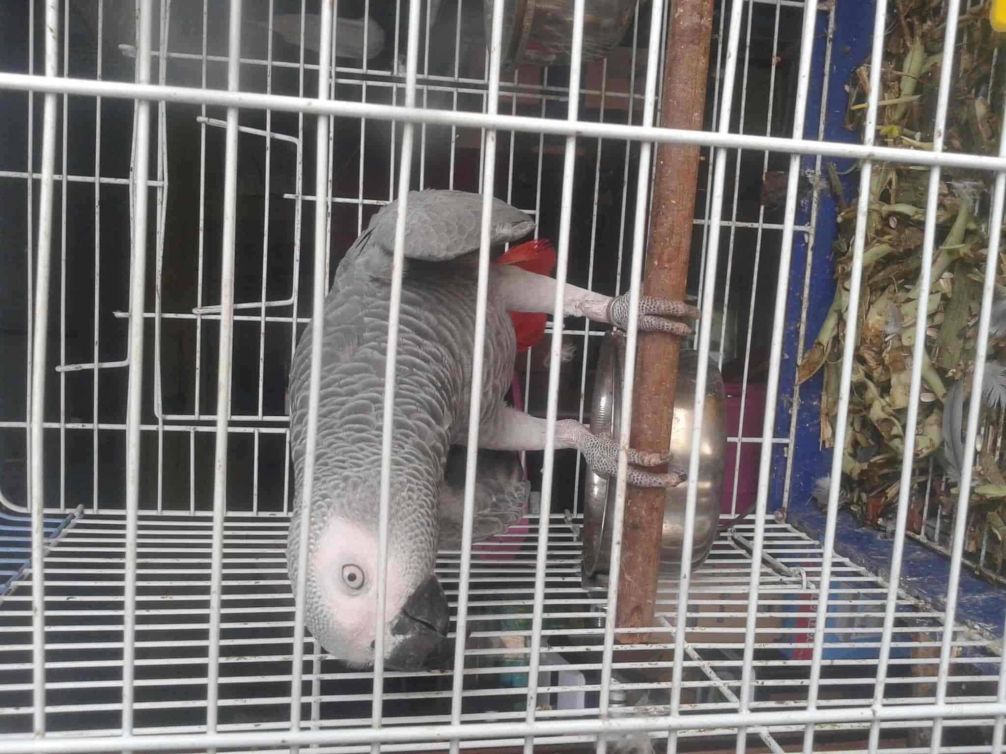 World of parrots pet shop discount
