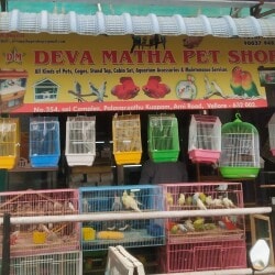 Top Pet Shops For Birds in Old Town Vellore Best Bird Shops Vellore Justdial