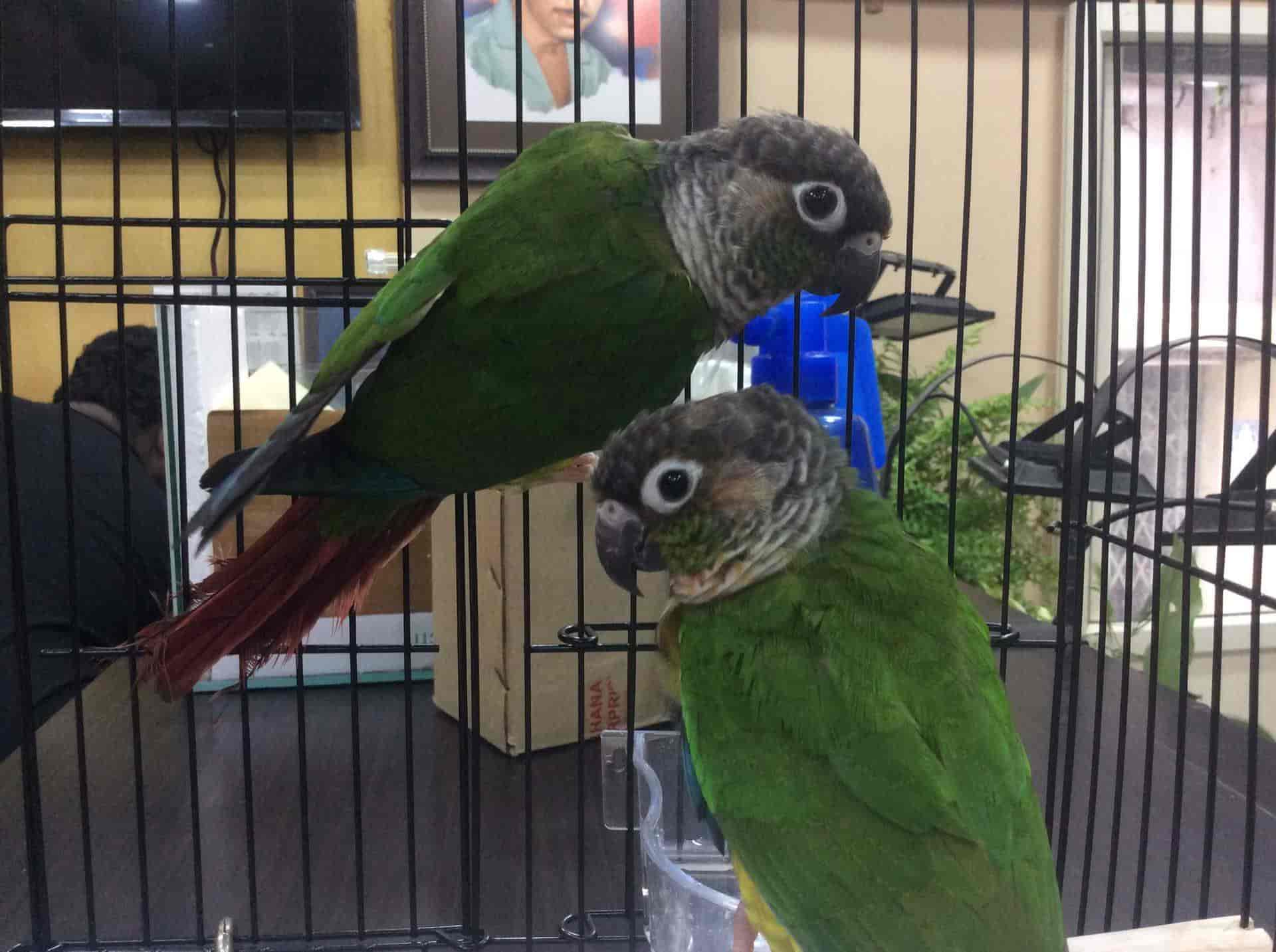 Vijaya Krishna Pets N Plants Photos, Governerpet, VIJAYAWADA Pictures