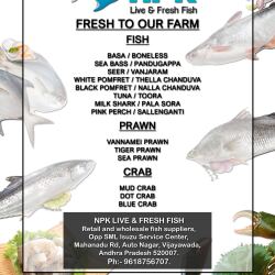 Npk Live Fish in sri ramachandra nagar,Vijayawada - Best Fish ...