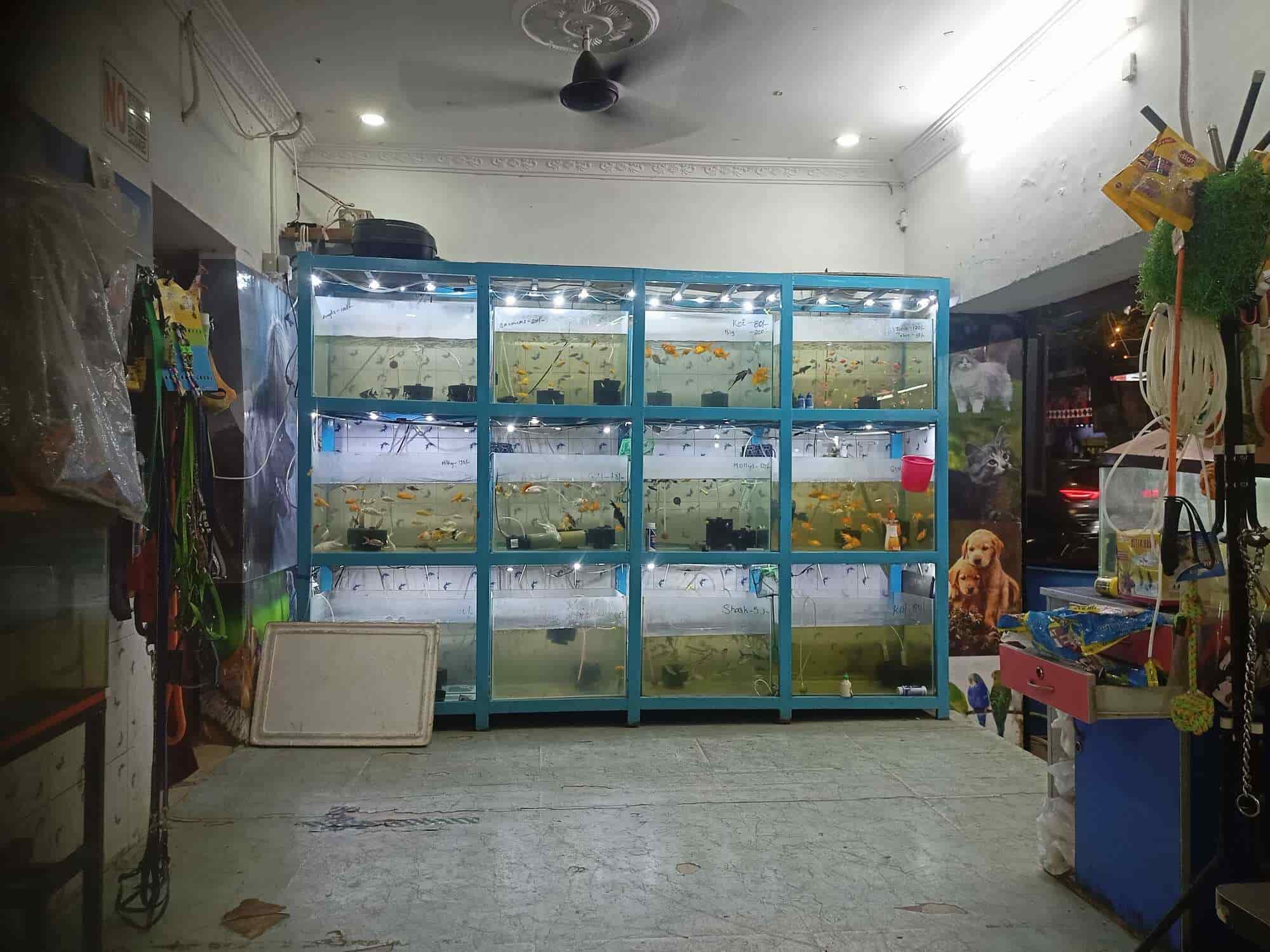 Aj Happy Tails in Labbipet,Vijayawada Best Aquariums in Vijayawada