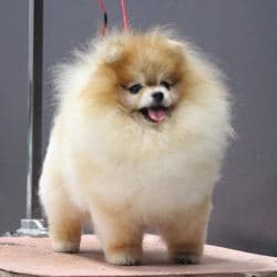 Pomeranian hotsell shop online