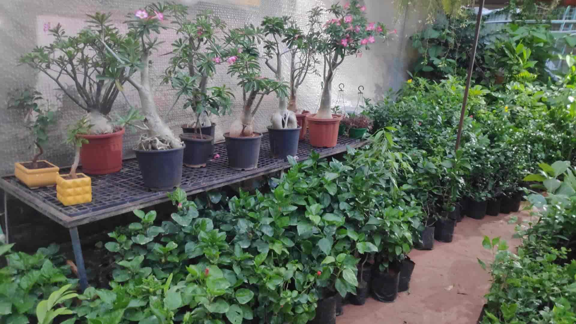 The Plant Shop in Gunadala,Vijayawada Best Fruit Plant Nurseries in
