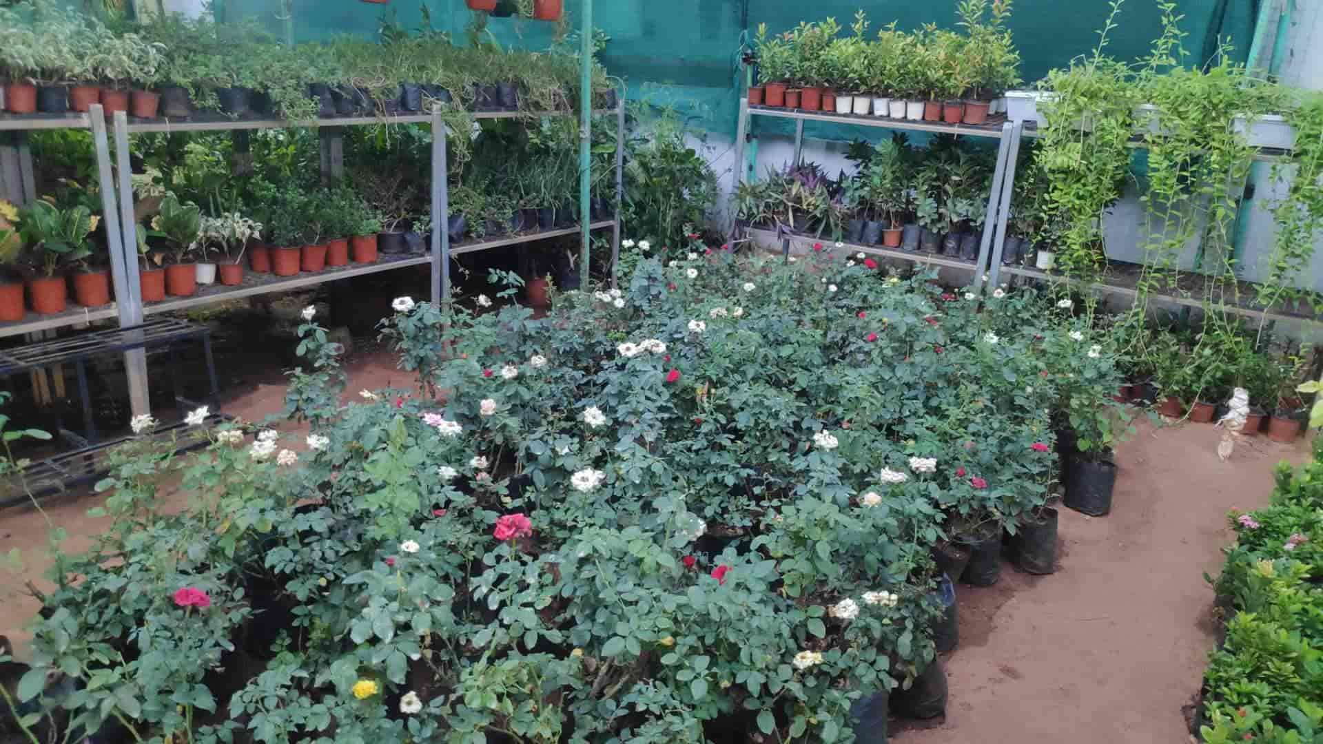 The Plant Shop in Gunadala,Vijayawada Best Fruit Plant Nurseries in