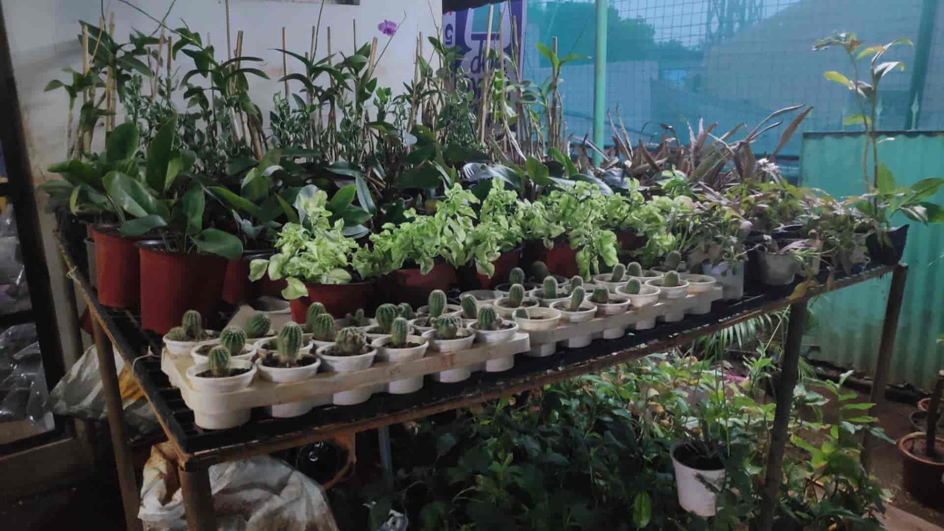 The Plant Shop in Gunadala,Vijayawada Best Fruit Plant Nurseries in