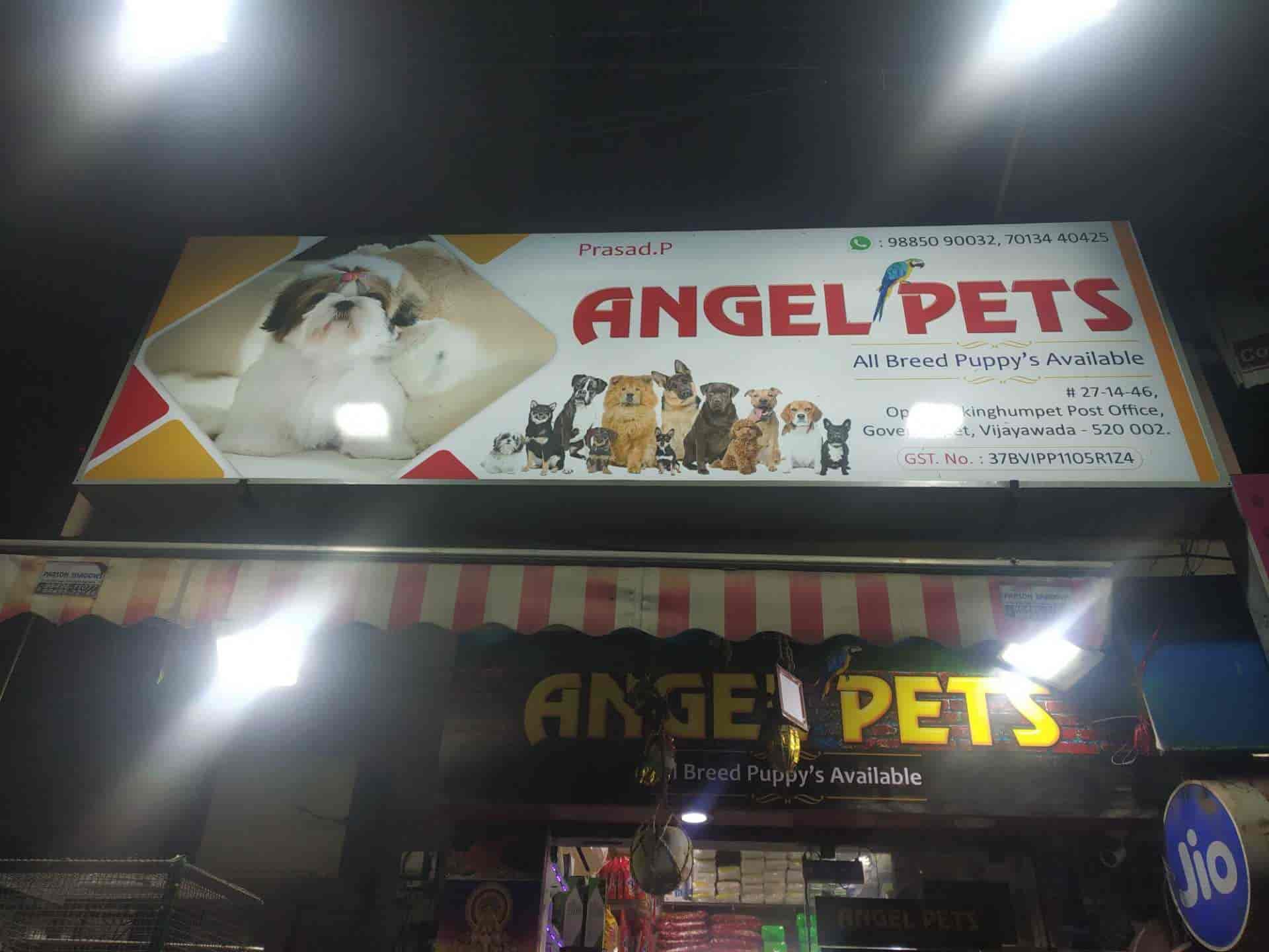 Angel Pets, Governerpet Pet Shops in Vijayawada Justdial