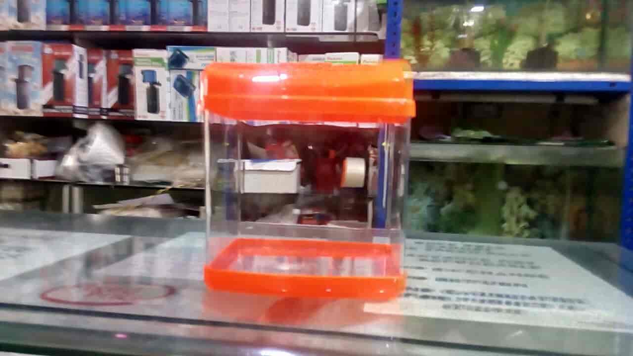 Amma Pets and Aquarist in Patamata,Vijayawada Best Pet Shops in