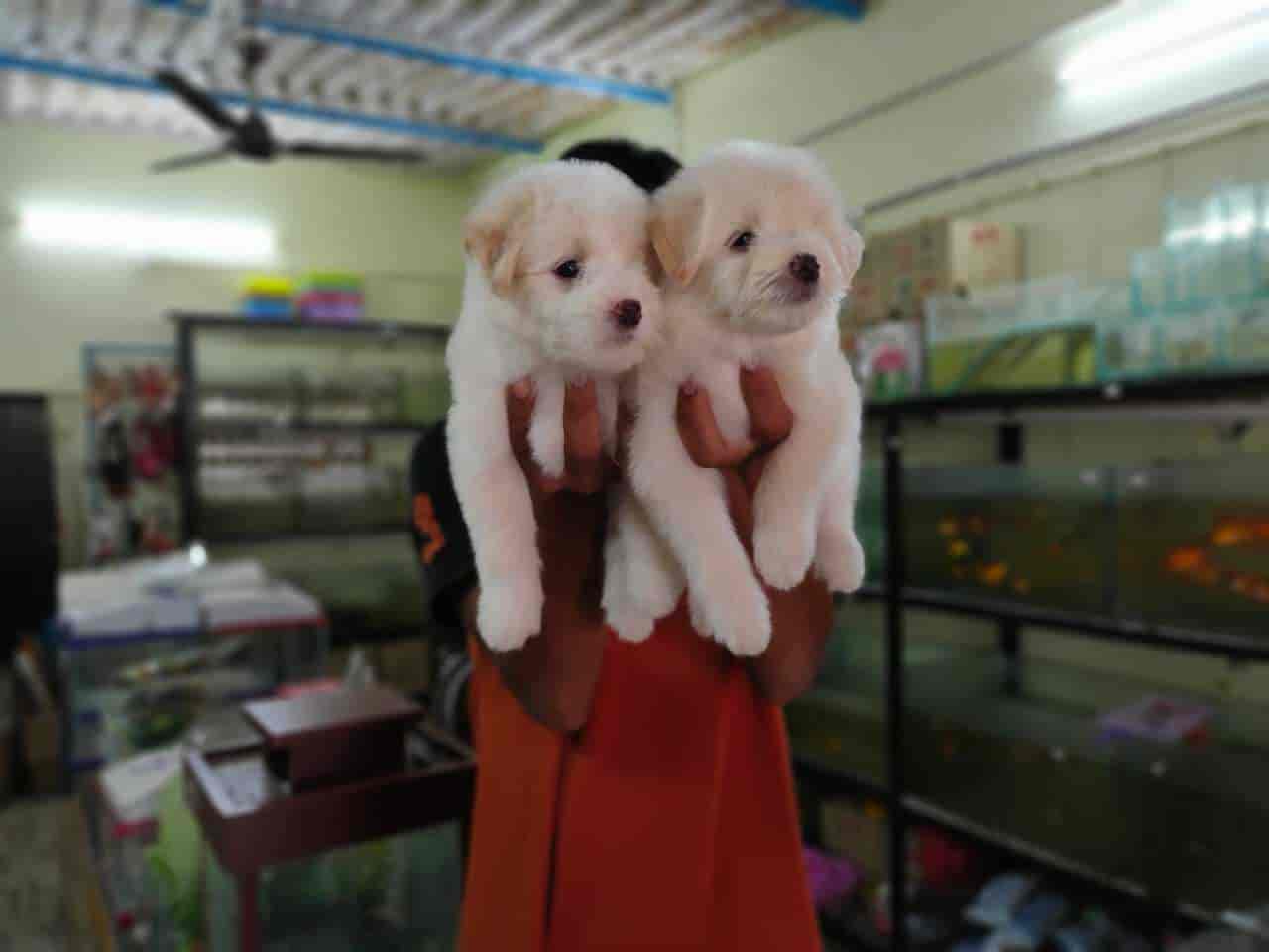 Top Pet Shops For Dog in Besant Road,Vijayawada Best Pet Supplies