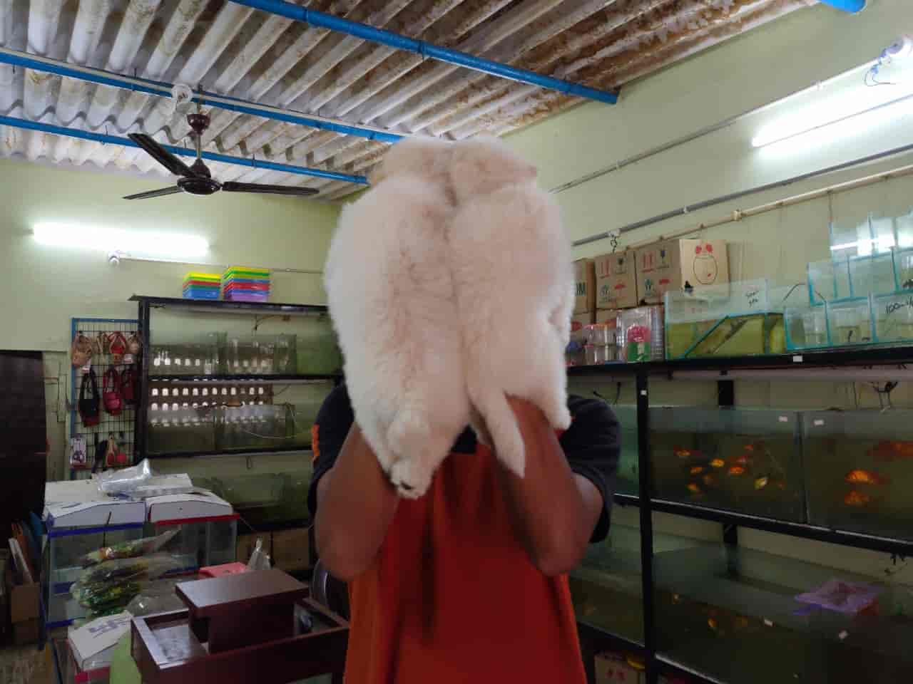 Top Pet Shops For Dog in Besant Road,Vijayawada Best Pet Supplies