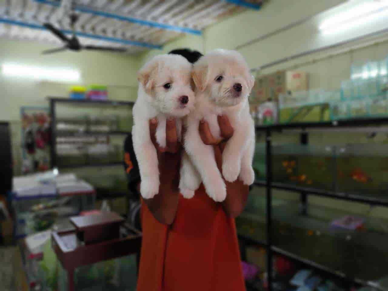 Top Pet Shops For Dog in Besant Road,Vijayawada Best Pet Supplies