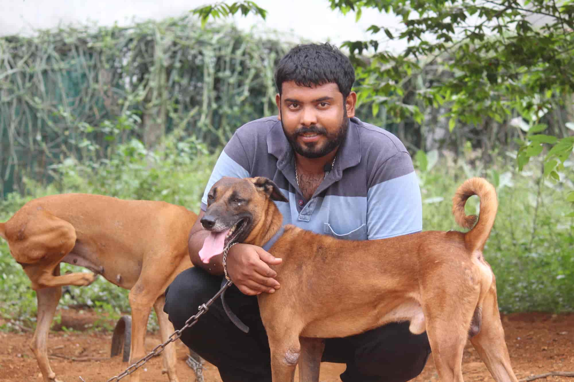 Rajapalayam dog 2024 pet shop