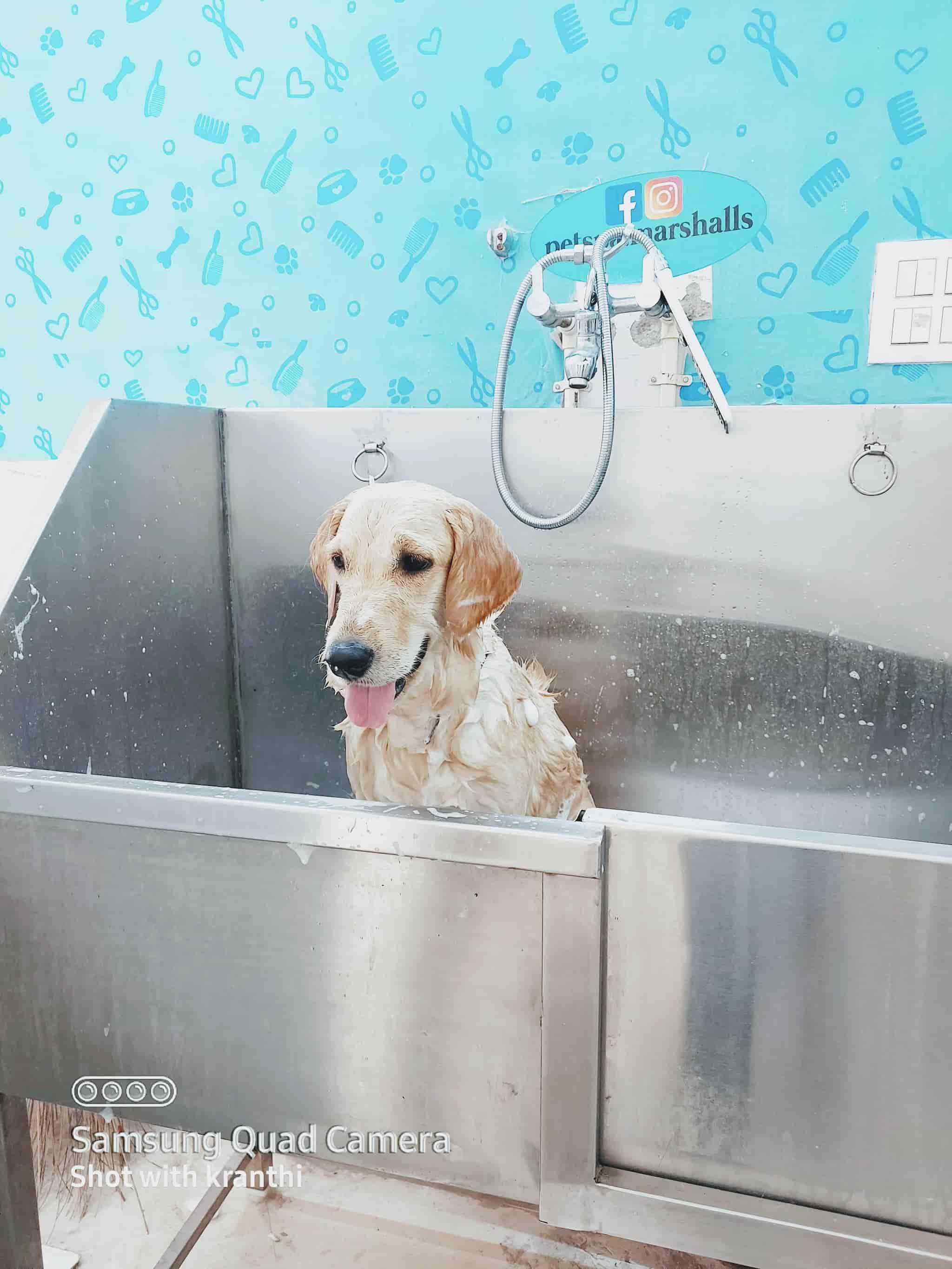 Marshalls Pet Zone in Rednam Gardens,Visakhapatnam Best Pet Shops in