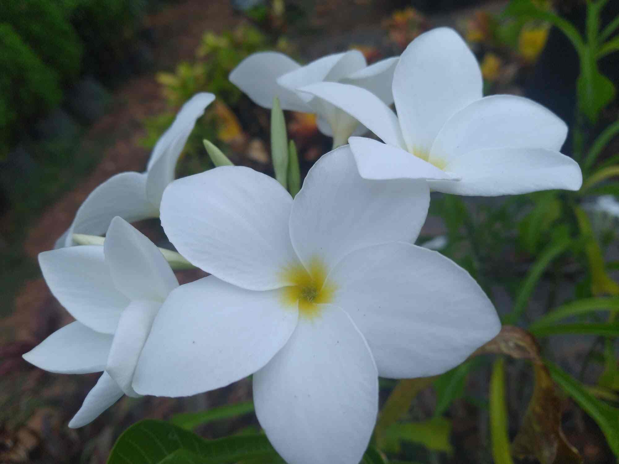 Top Plant Nurseries in Ravada Anakapalle,Visakhapatnam Best