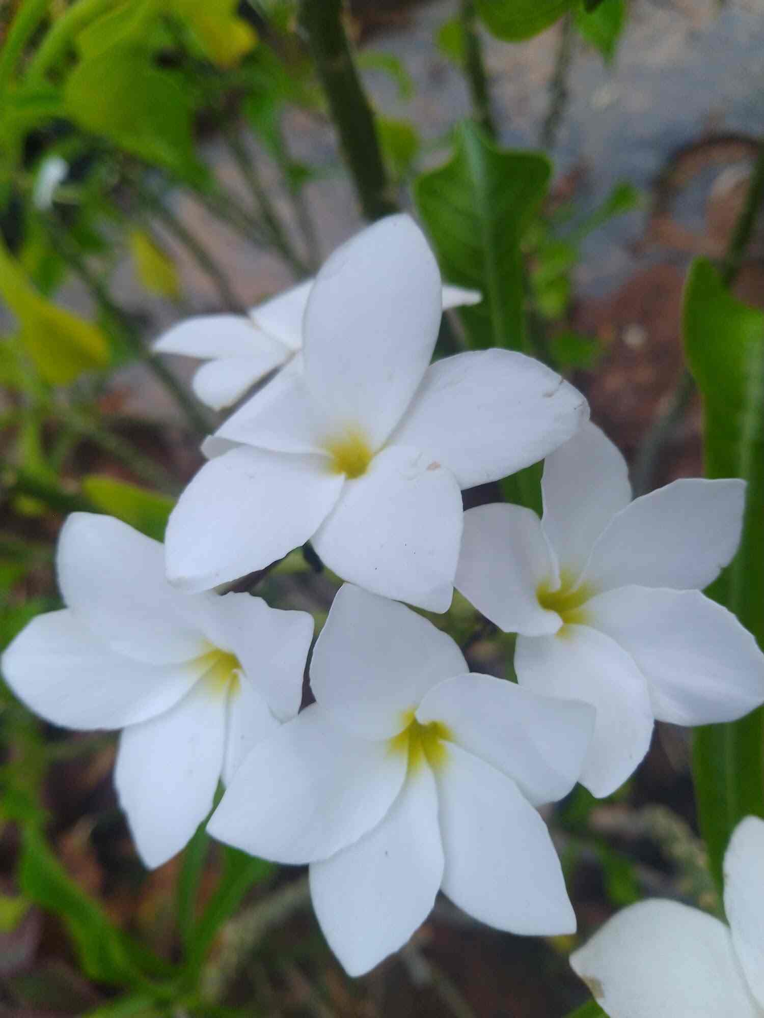 Top Plant Nurseries in Ravada Anakapalle,Visakhapatnam Best