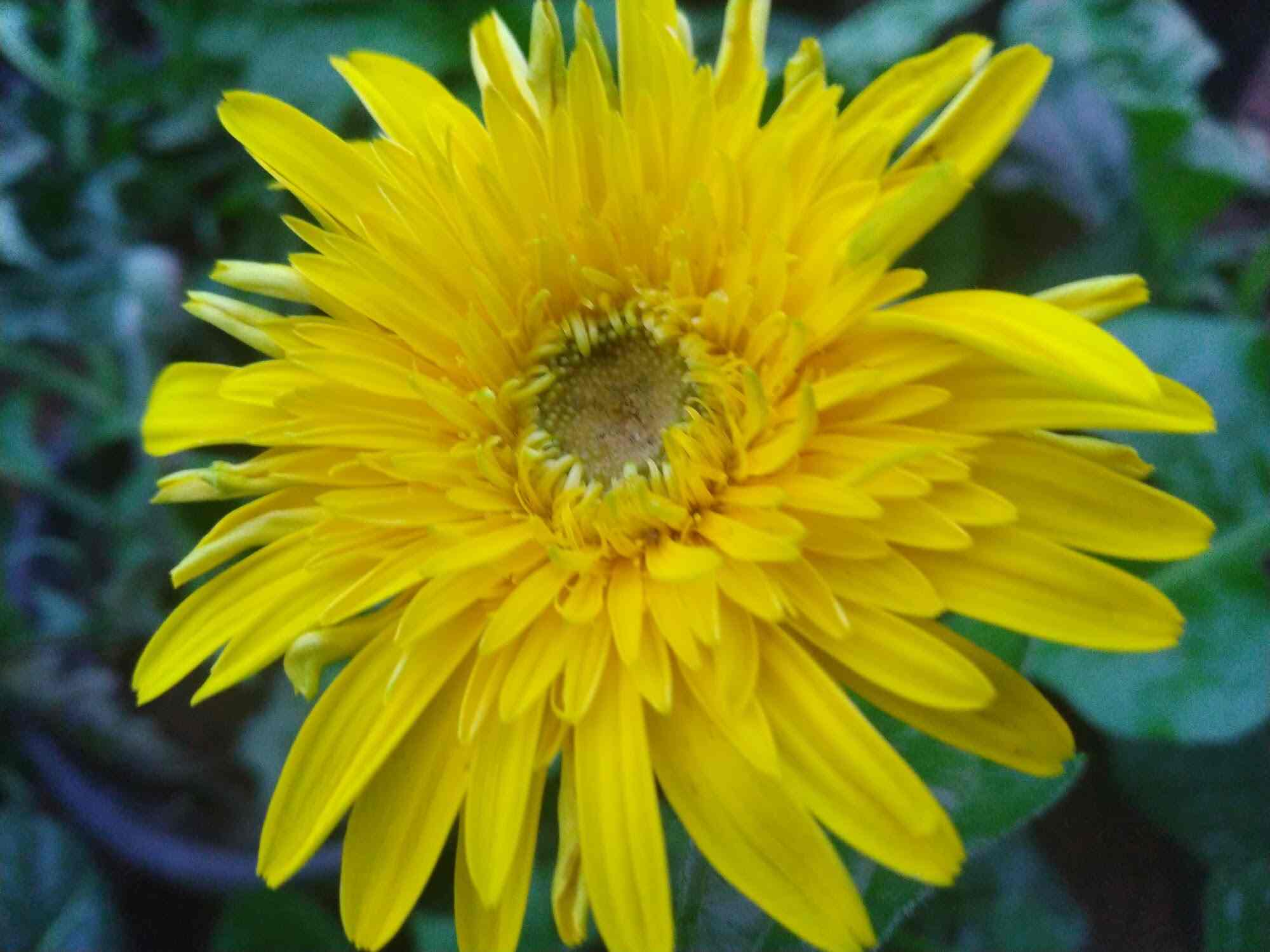 Top Plant Nurseries in Ravada Anakapalle,Visakhapatnam Best