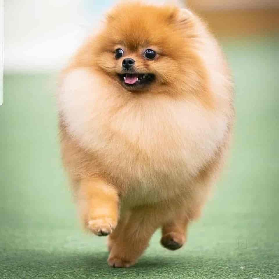 Pomeranian dog shop shop near me