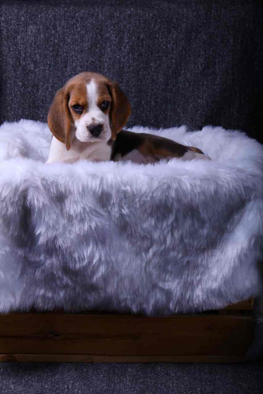 Athin Kennels, Sheela Nagar Pet Shops For Dog in Visakhapatnam Justdial