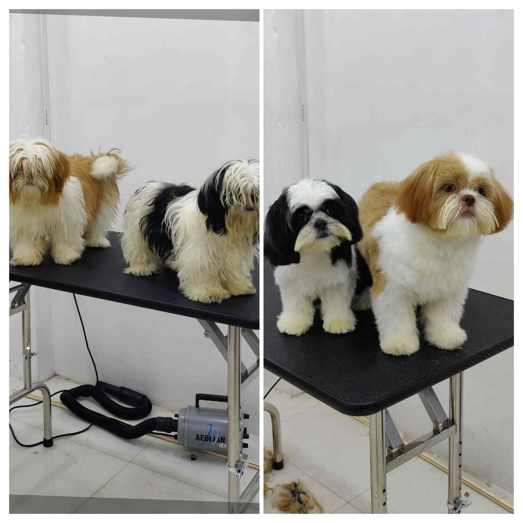 Top Dog Grooming in Visakhapatnam Best Dog Parlours Justdial