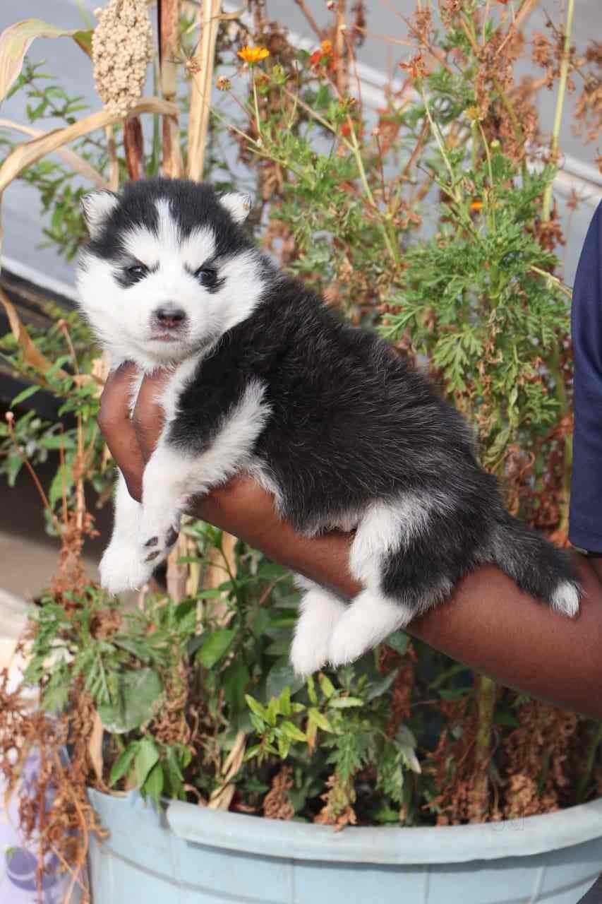 Godavari Kennel, Diamond Park Pet Shops For Dog in Visakhapatnam Justdial
