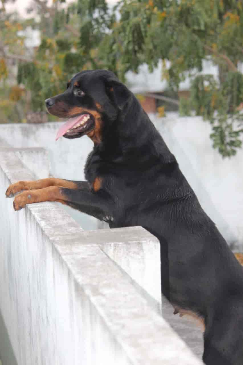 Raj pets in Jyothi Nagar,Visakhapatnam Best Pet Shops in