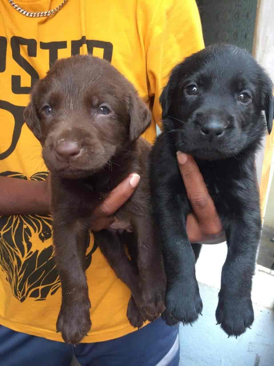 Raj pets in Jyothi Nagar,Visakhapatnam Best Pet Shops in