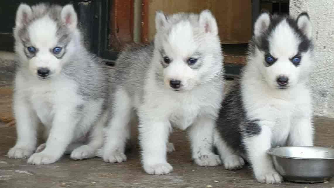 Raj pets in Jyothi Nagar,Visakhapatnam Best Pet Shops in