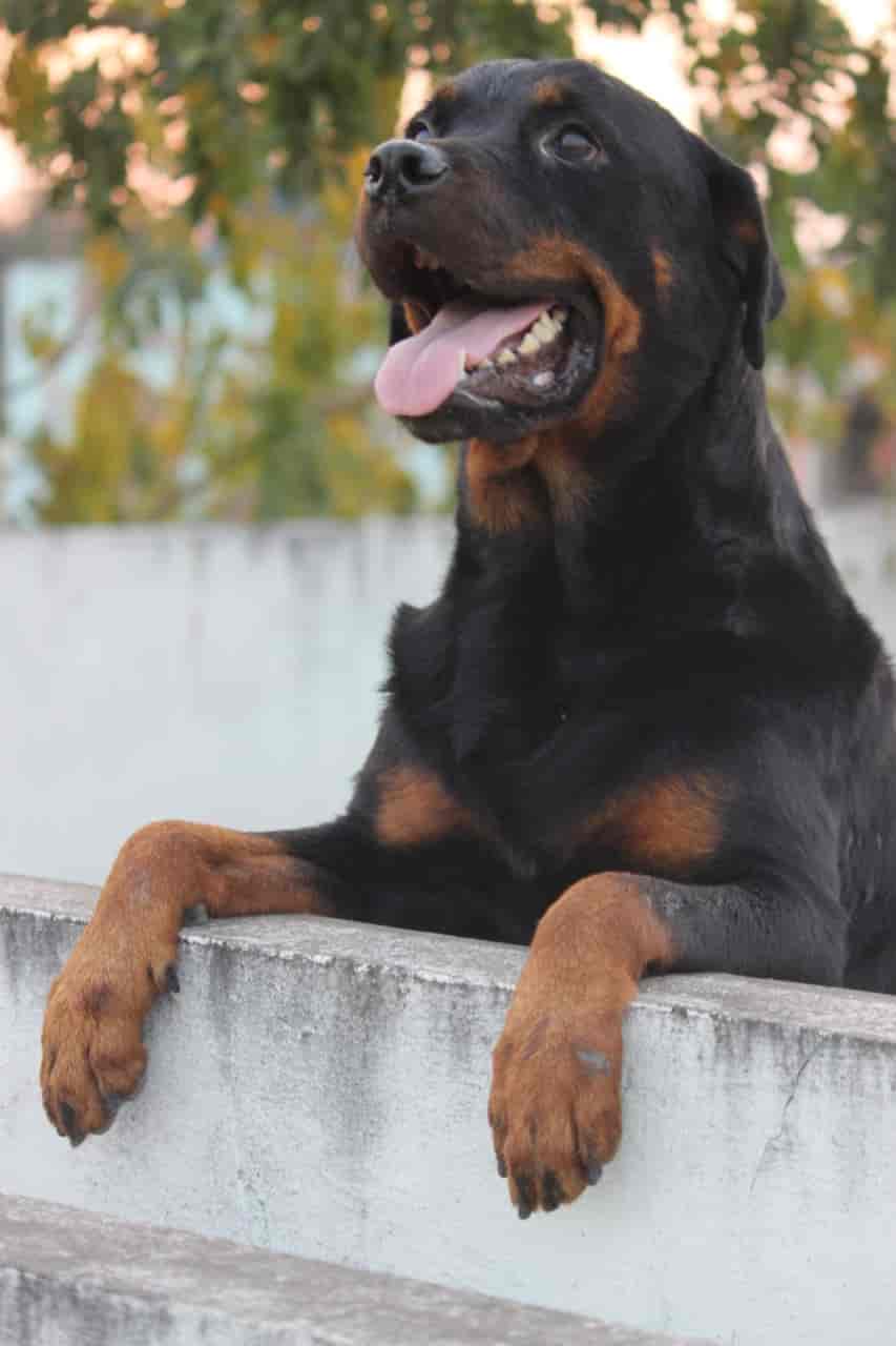 Raj pets in Jyothi Nagar,Visakhapatnam Best Pet Shops in