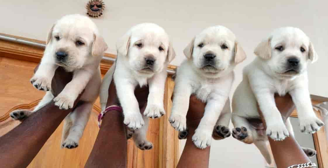 Raj pets in Jyothi Nagar,Visakhapatnam Best Pet Shops in