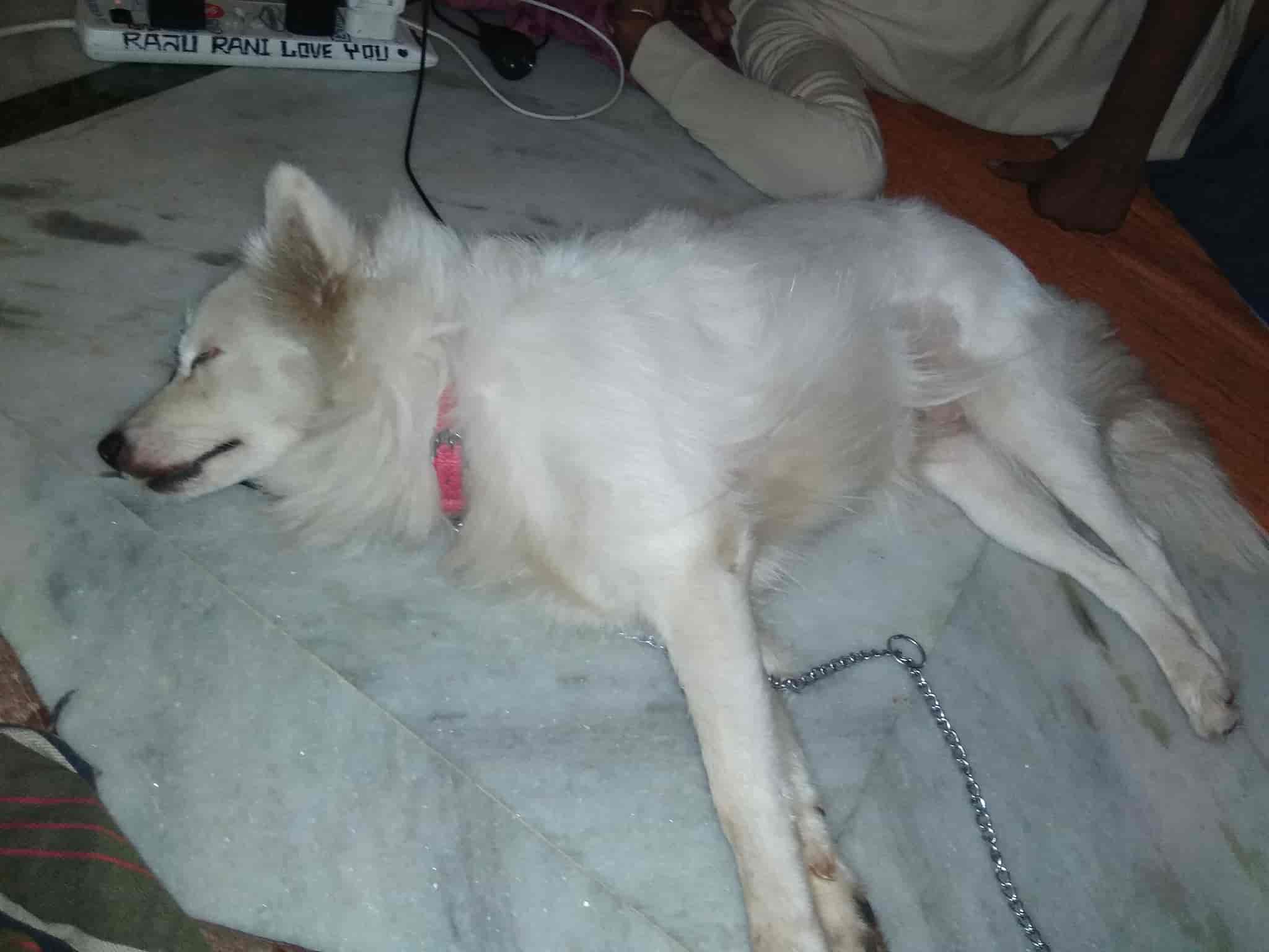 Visakha Society For Protection And Care Of Animals in M G Road - Best NGOS in Visakhapatnam - Justdial Visakha Society For Protection And Care Of Animals in M G Road - Best NGOS in Visakhapatnam - Justdial