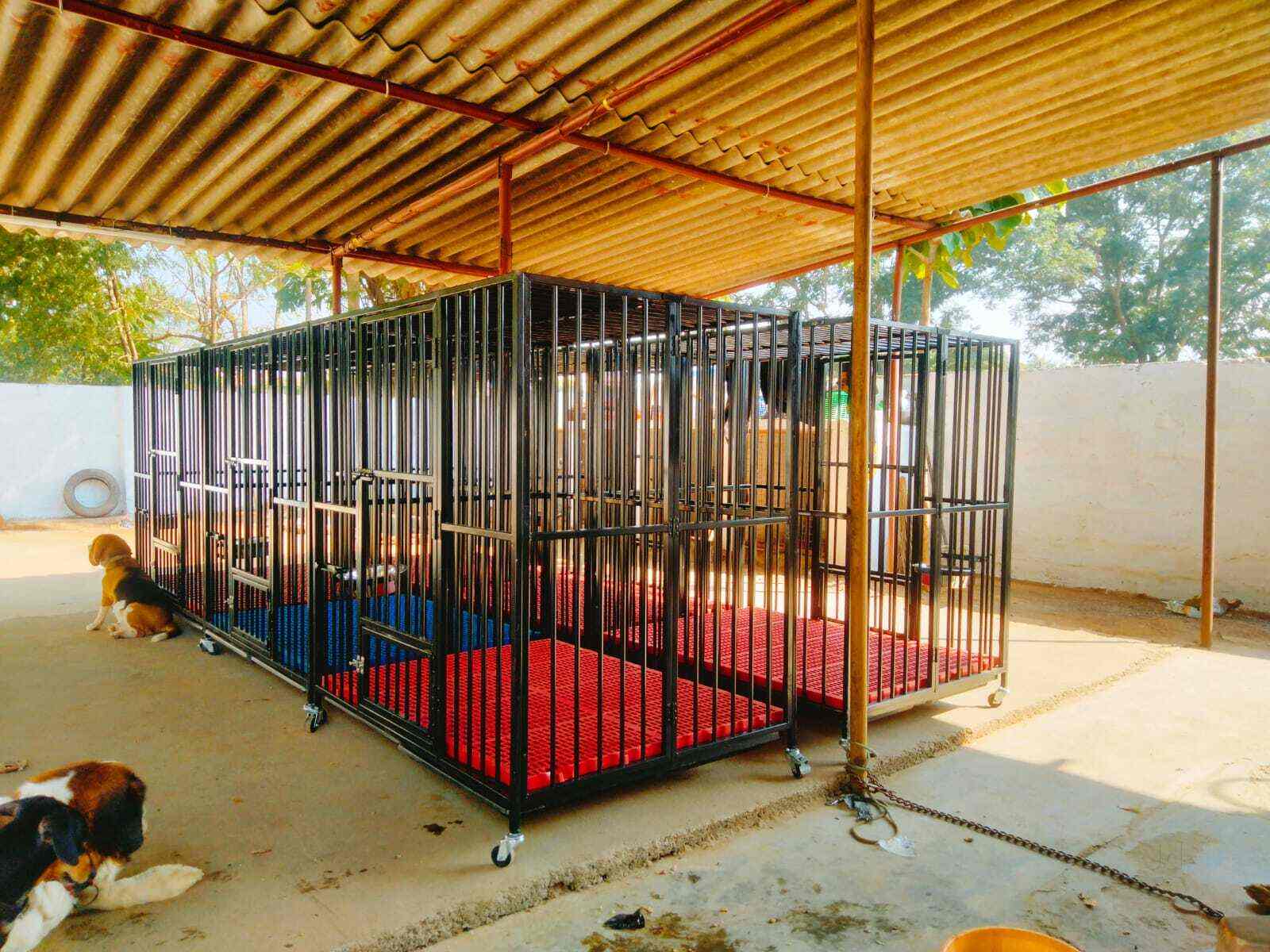 Top Dog Grooming in Visakhapatnam Best Dog Parlours Justdial