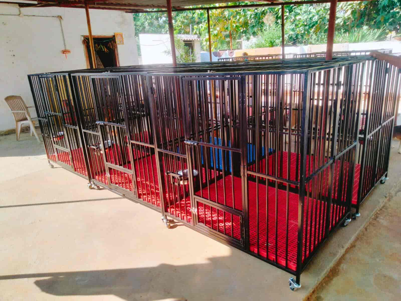 Top Dog Grooming in Visakhapatnam Best Dog Parlours Justdial