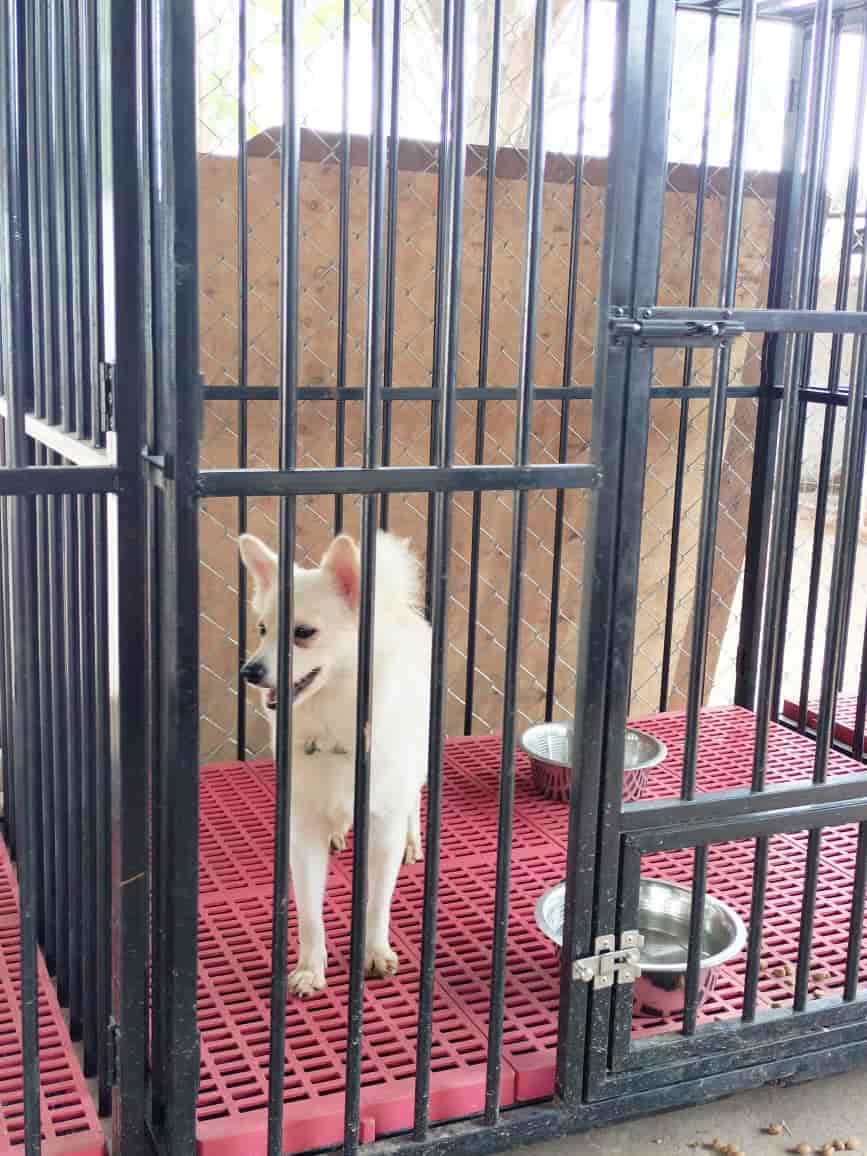 Top Dog Grooming in Visakhapatnam Best Dog Parlours Justdial