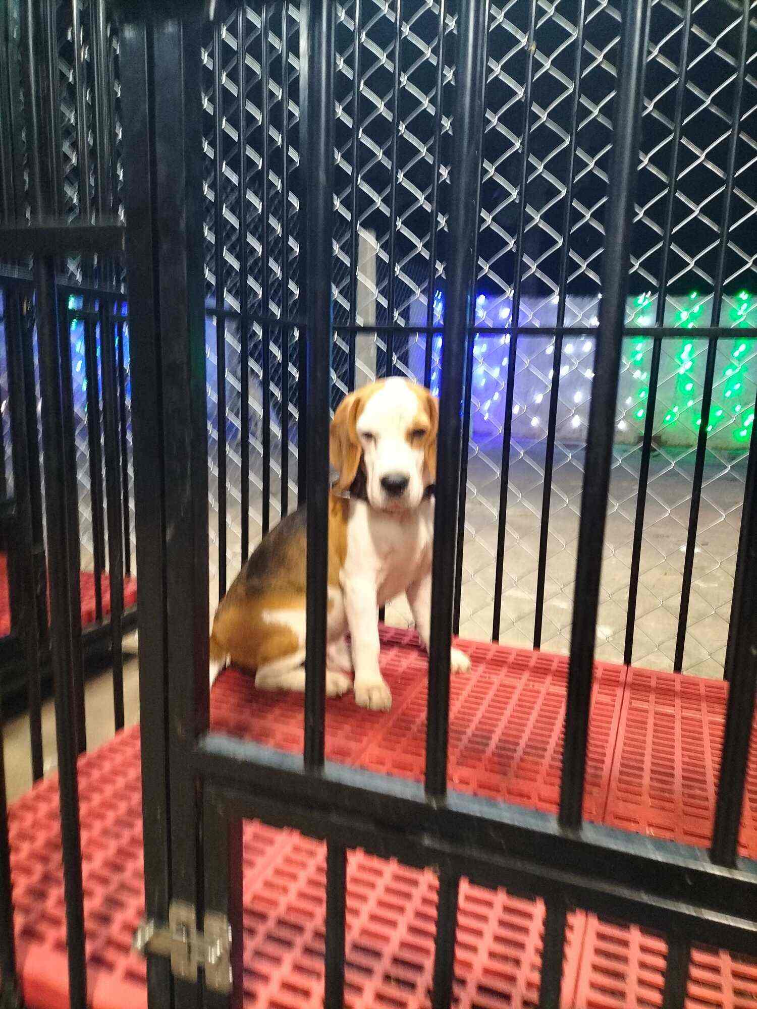 Top Dog Grooming in Visakhapatnam Best Dog Parlours Justdial