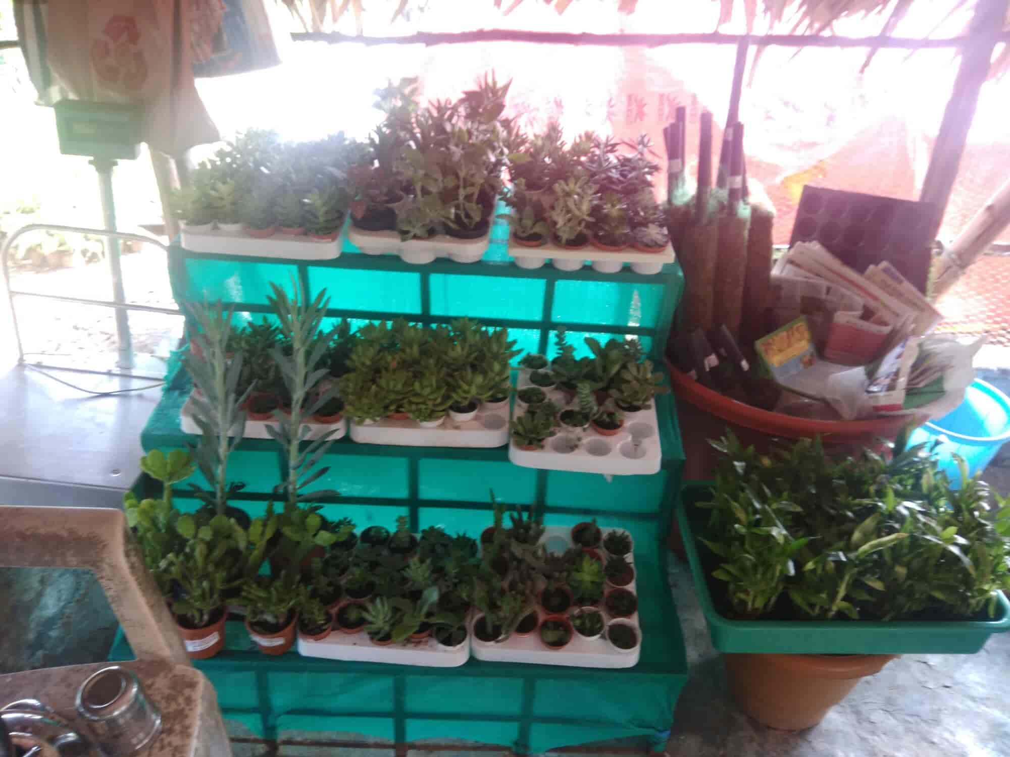 Top Plant Nurseries in Ravada Anakapalle,Visakhapatnam Best