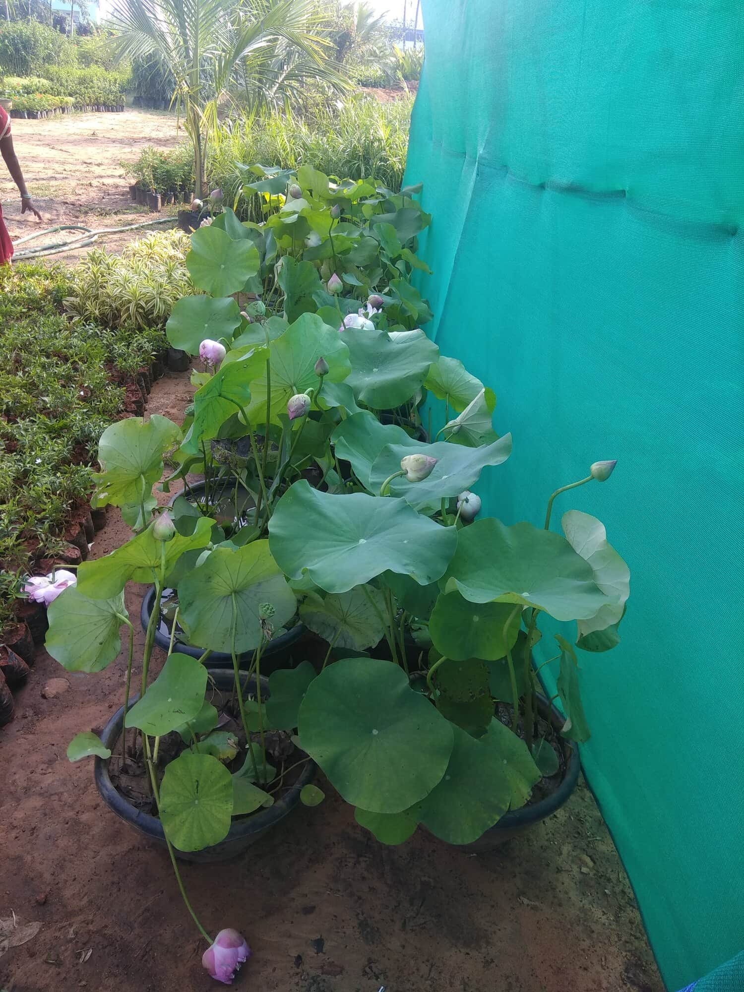 Top Plant Nurseries in Ravada Anakapalle,Visakhapatnam Best