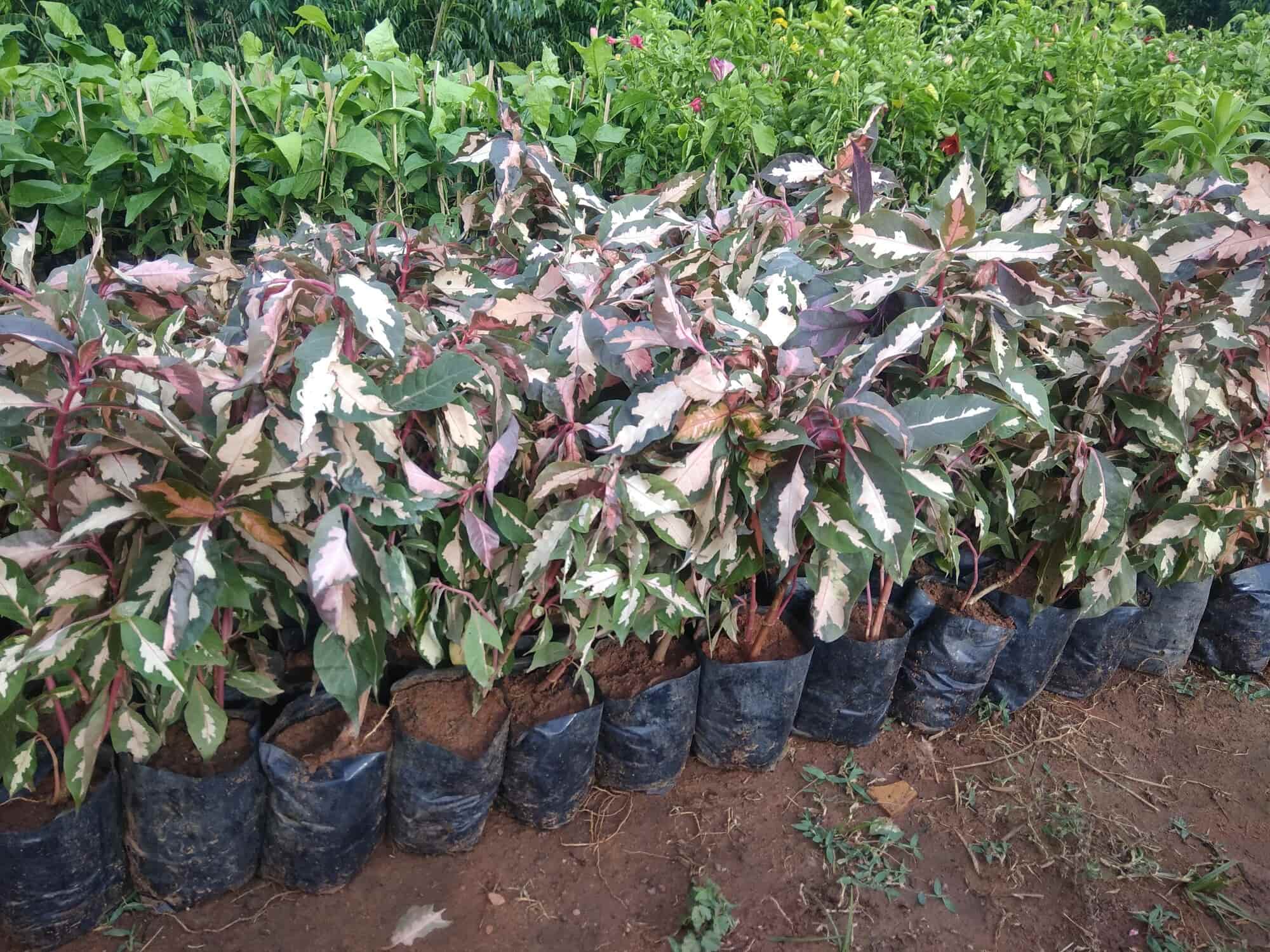 Top Plant Nurseries in Ravada Anakapalle,Visakhapatnam Best